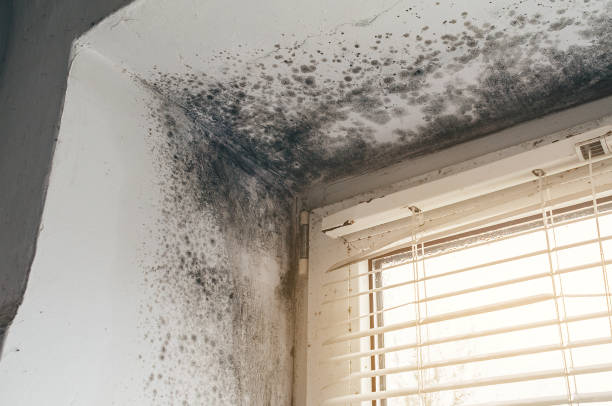 Affordable Mold Remediation solutions in Capron, VA