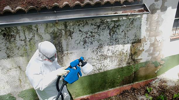 Top rated local Mold Remediation specialists in Capron, VA